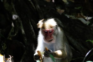 monkey-ella
