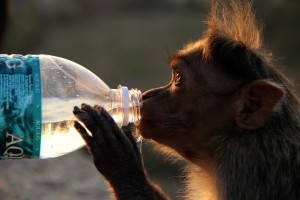 singe-bouteille-eau