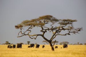 elephants-savane-afrique