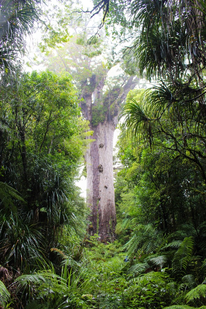 kauritreewaipoua Bornes To Be Wild