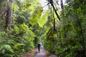 waipoua-forest