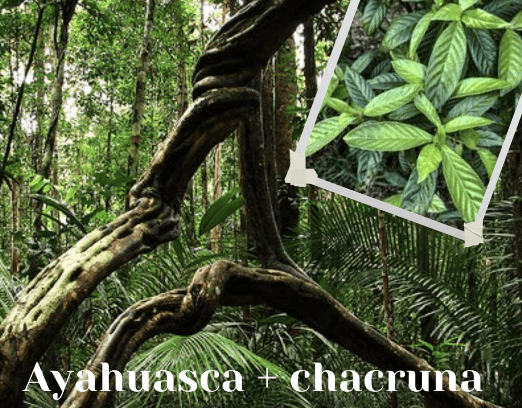 ayahuasca chacruna plantes amazonie